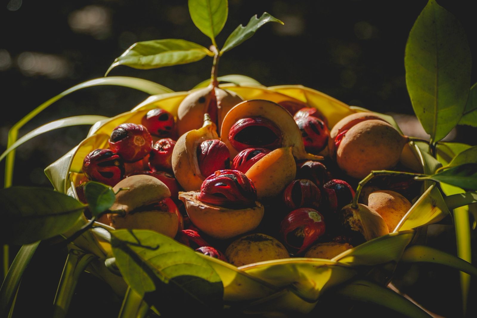 Fresh nutmeg and mace in a woven basket