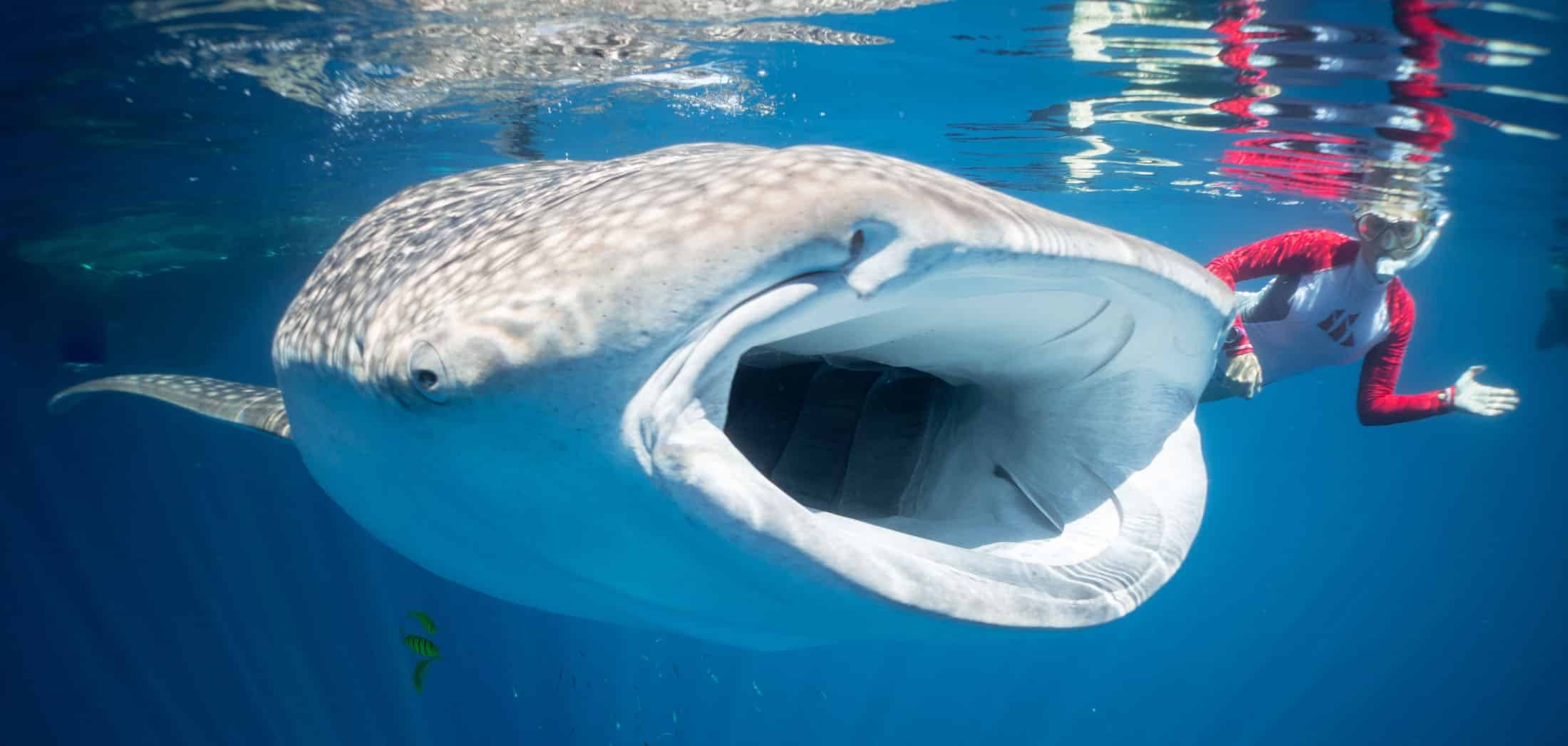 Photographing whale sharks from the water. The pictures from mornings like this follow our guests home.