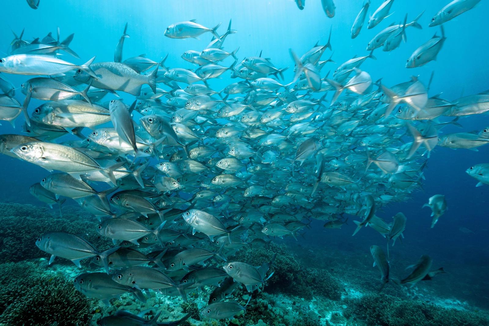 Bigeye trevallies, Caranx sexfasciatus, Raja Ampat Indonesia