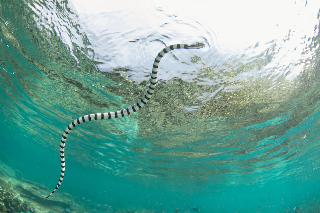 The Sea Snakes at Manuk Won't Bite