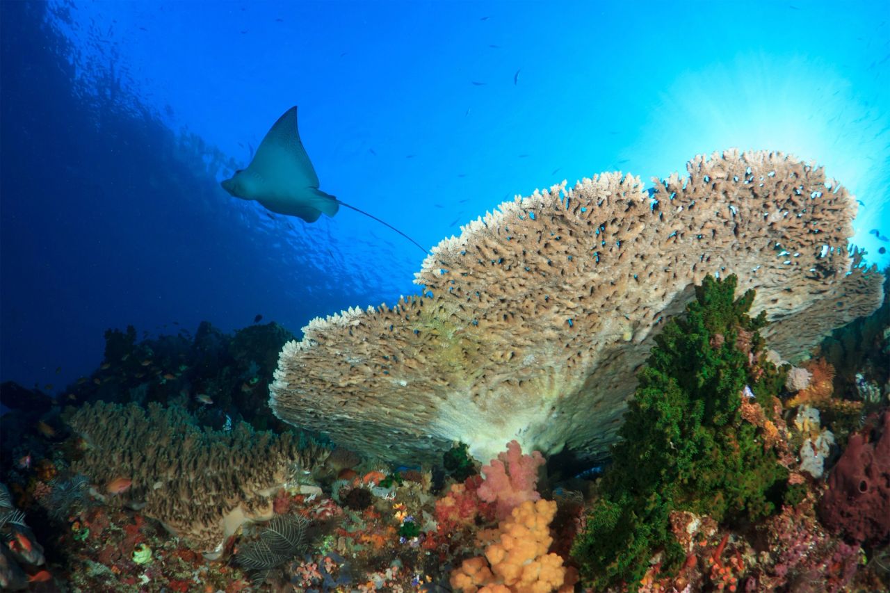 Aetobatus narinari