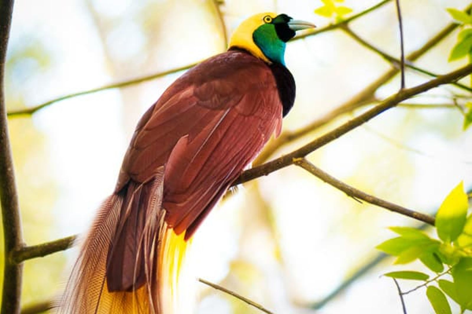 Birds of Paradise