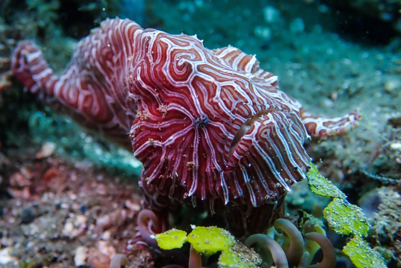 Use Local Dive Guides in Ambon
