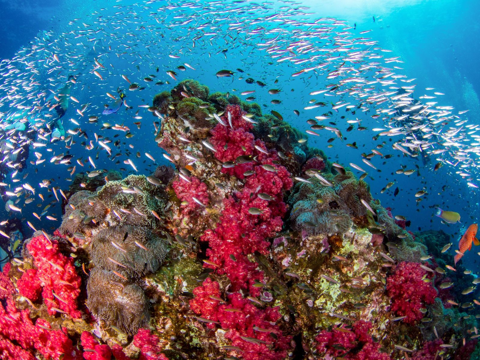Red sea fans and reef fish on a current-swept wall