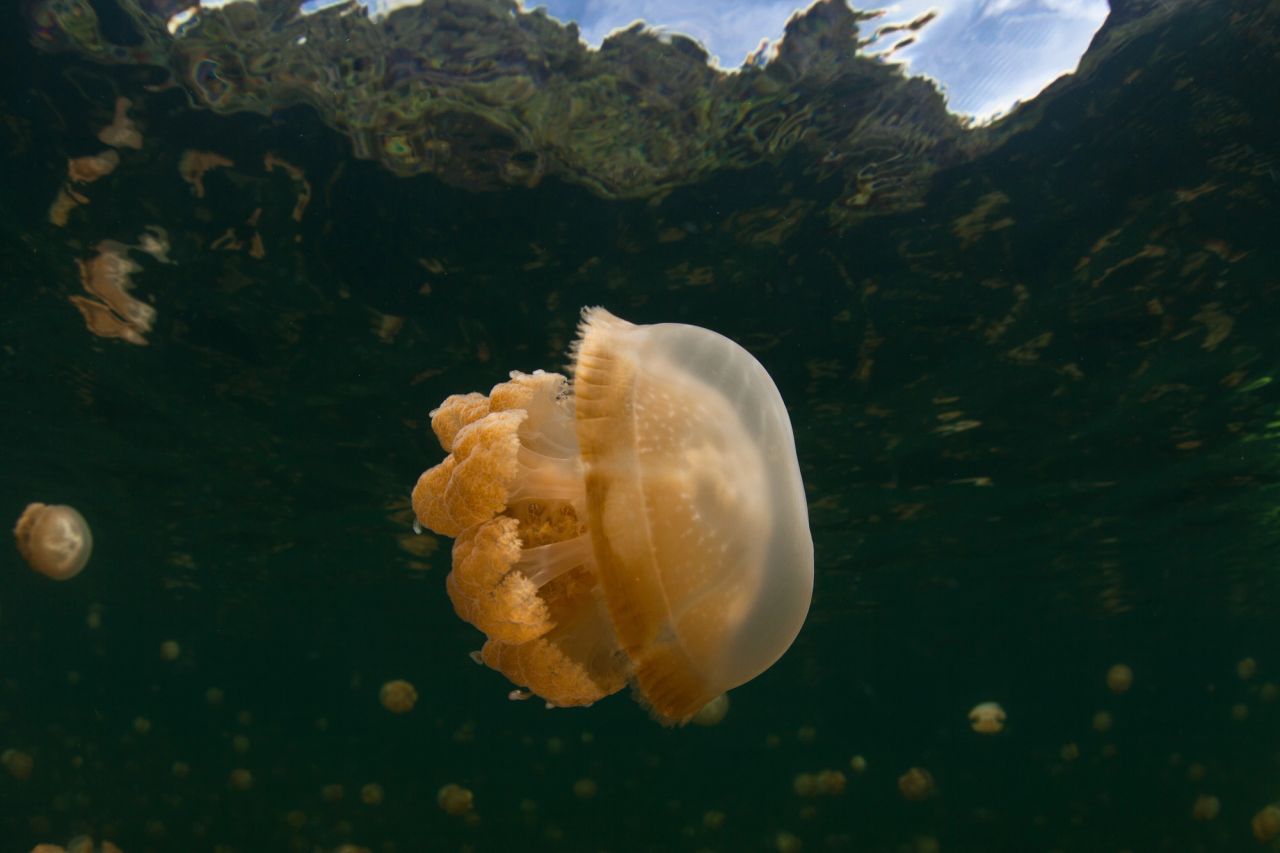 The Jellyfish Lake Is Optional But Unmissable