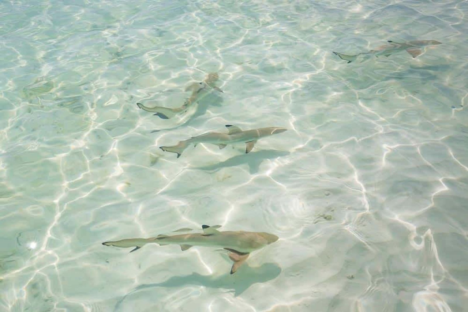 Boo Islands, Wayag
