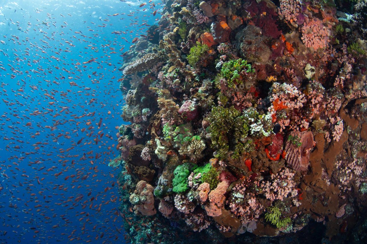 Pantar Island