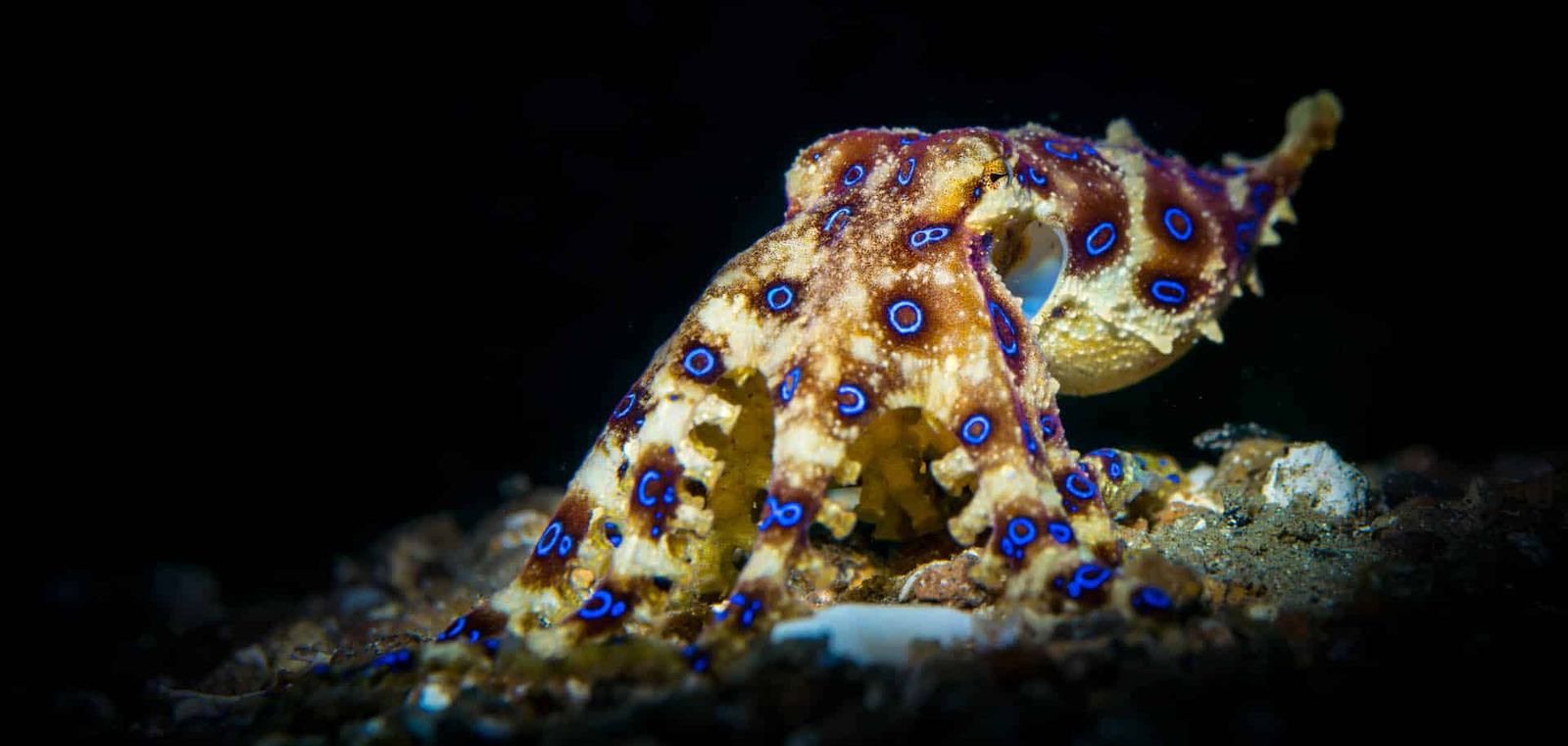 The beautiful but deadly blue-ringed octopus.