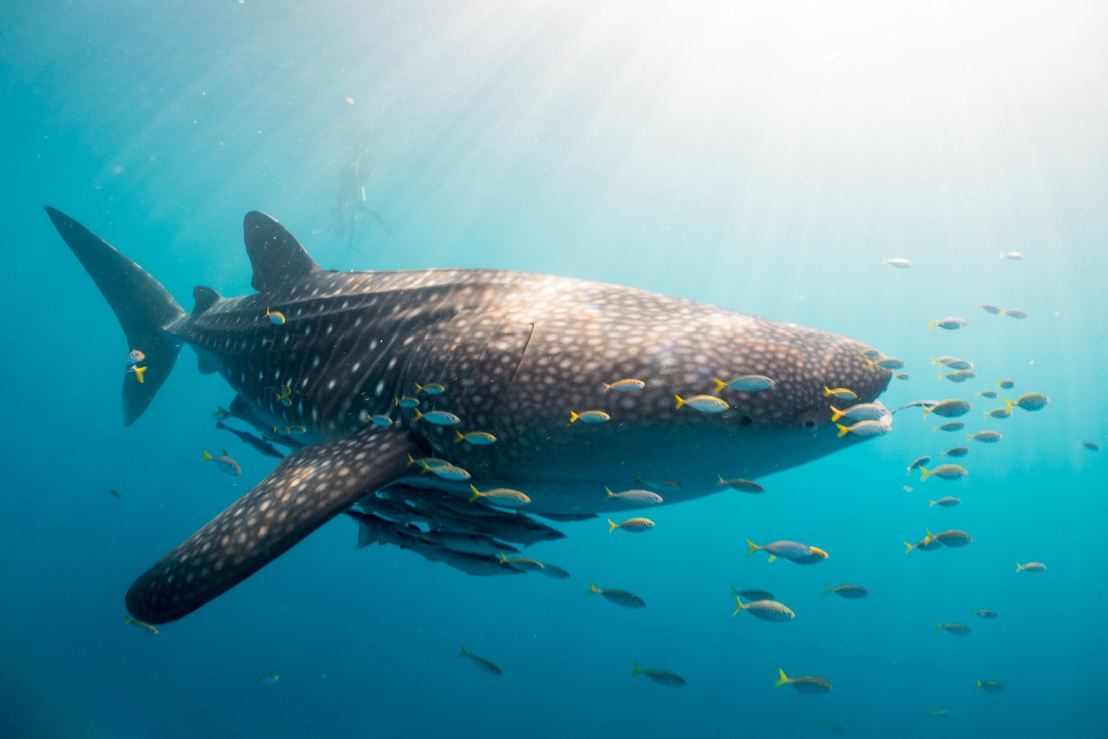 A whale shark and its escort of fusiliers