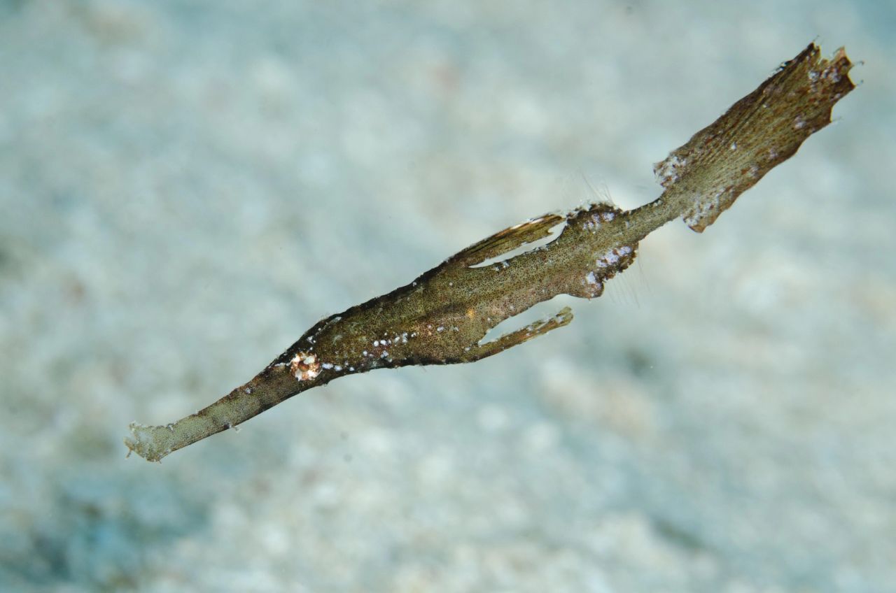 Solenostomus spp.