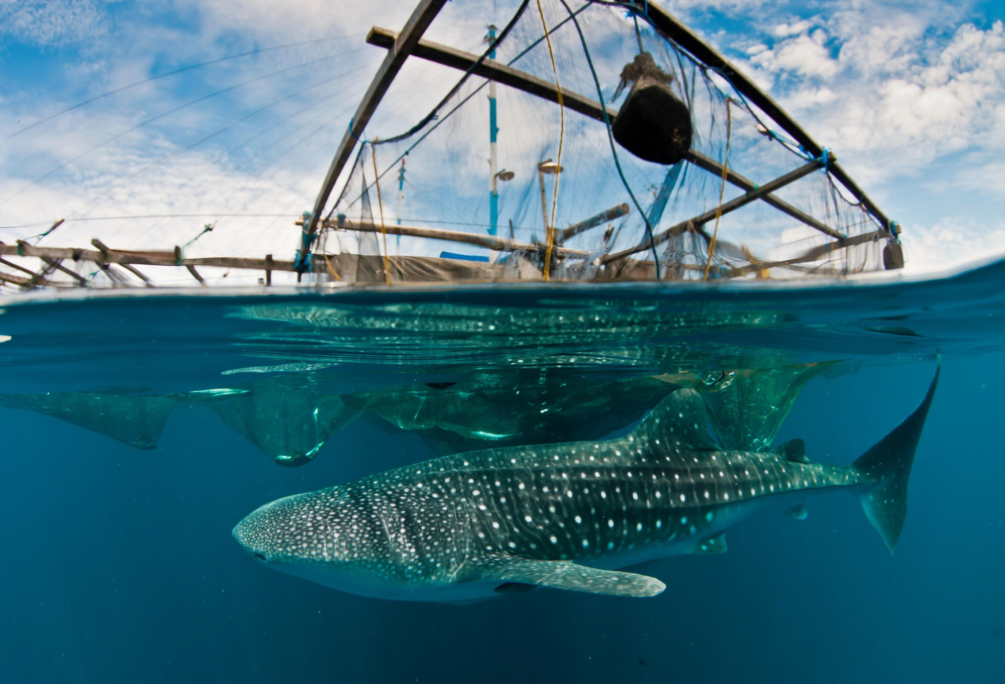 A split view of a whale shark beneath a fishing platform