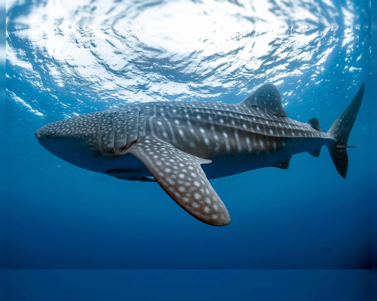 A whale shark near the surface in Cenderawasih Bay