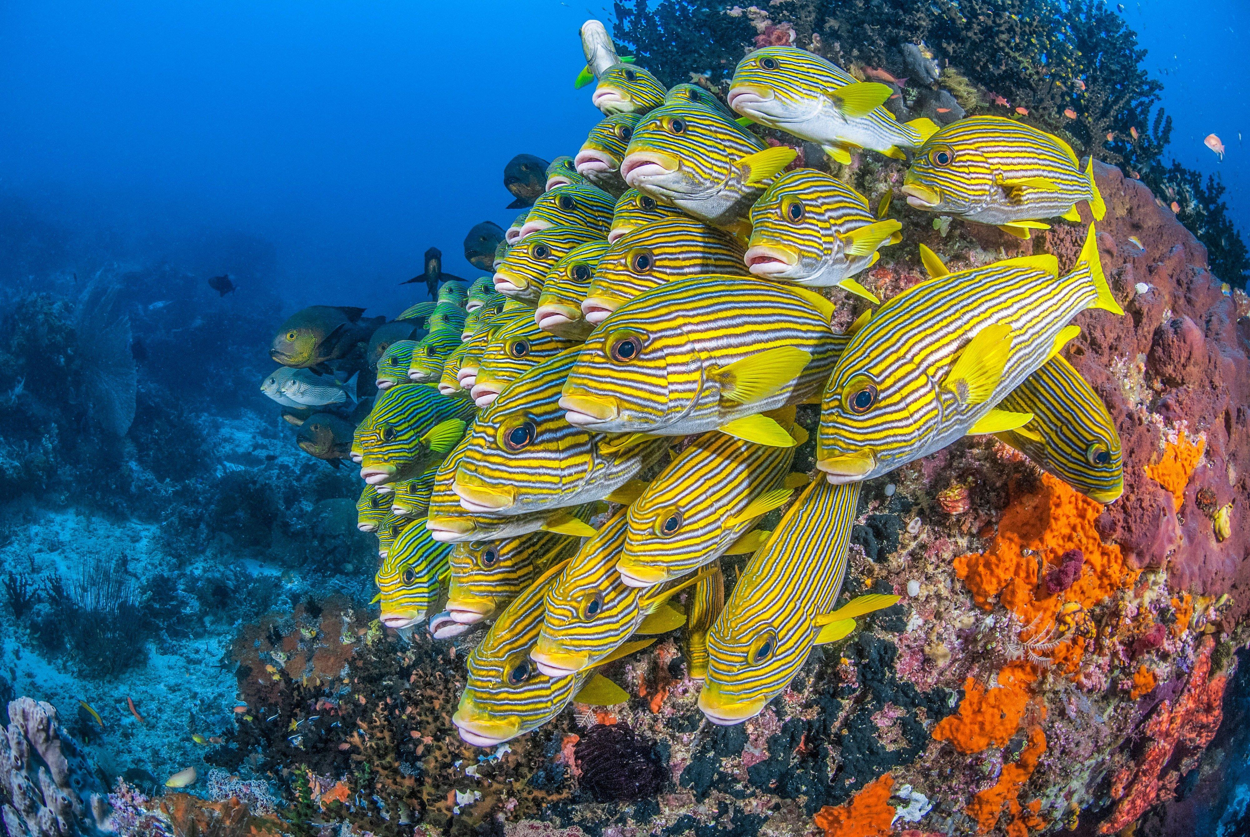 A tightly packed school of Ribbon Sweetlips, Plectorhinchus polytaenia, hover in formation near a coral bommie. Raja Ampat, Indonesia, Pacific Ocean