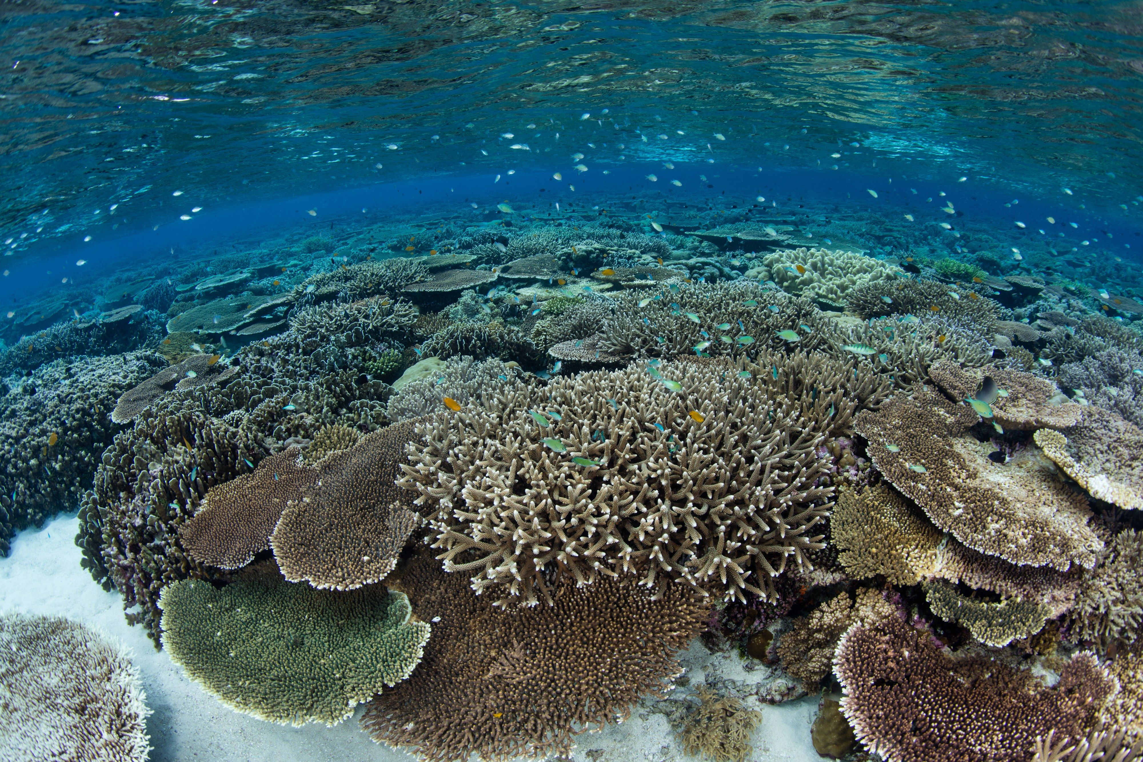 Table corals in the shallows of Wakatobi.