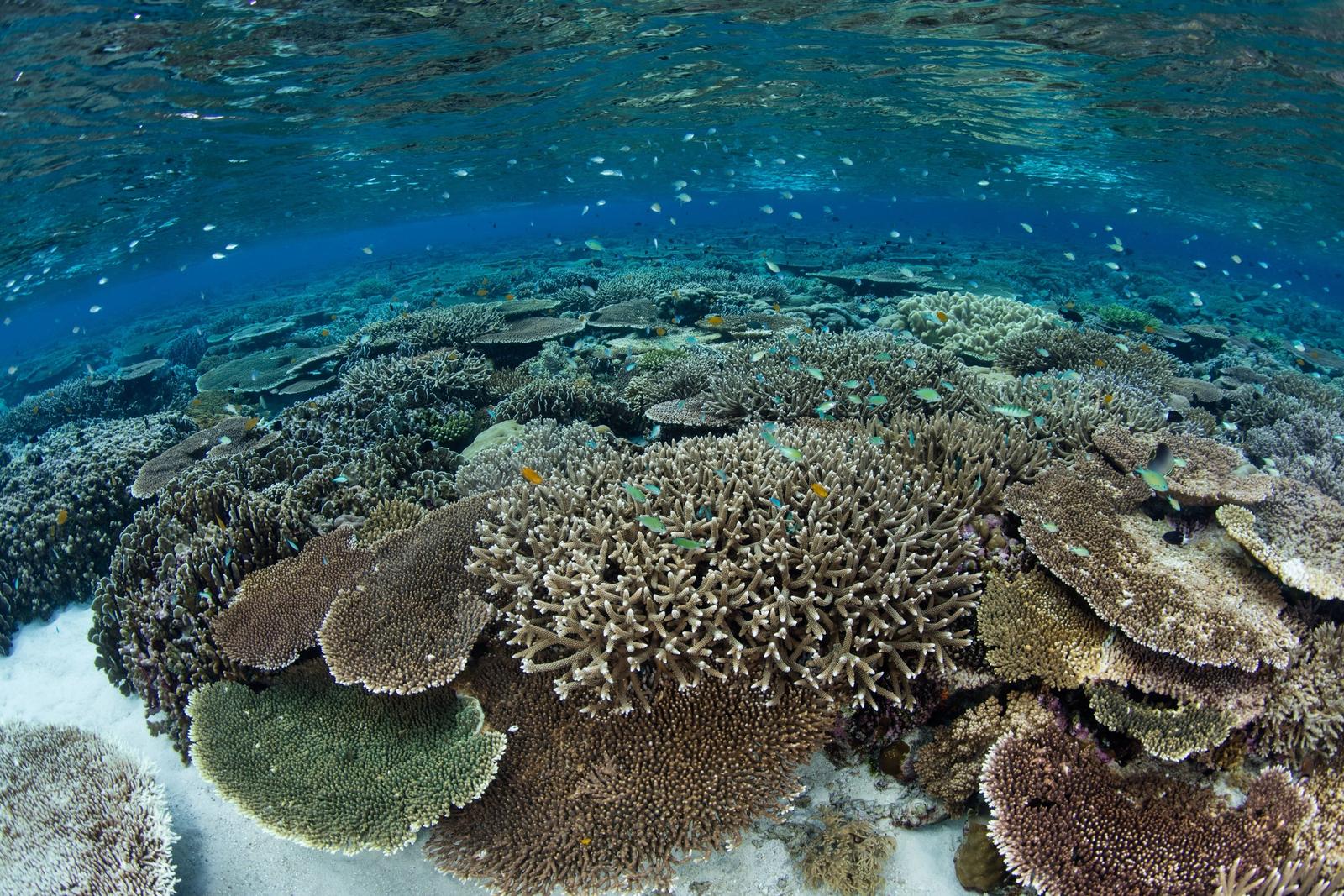 Table corals in the shallows of Wakatobi.