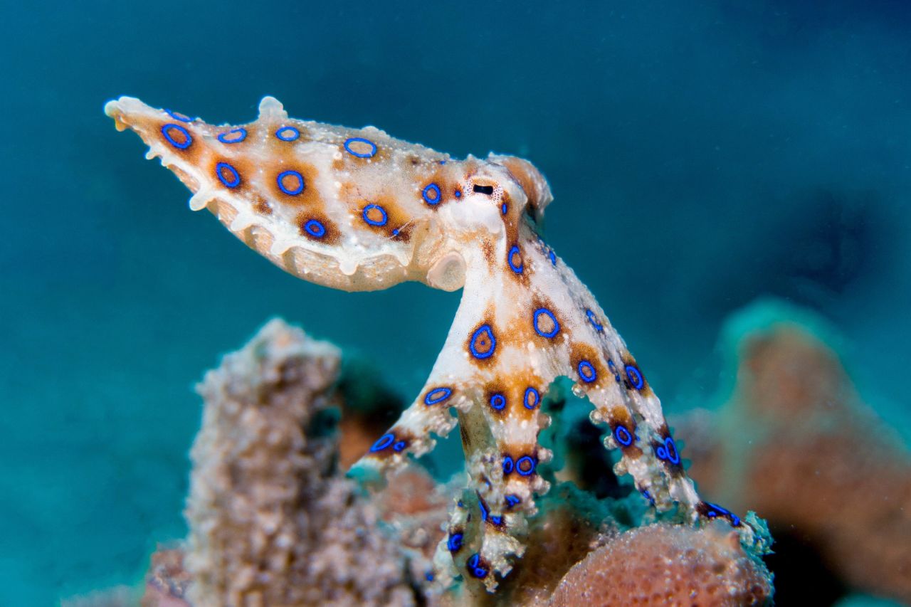 The Lembeh Strait