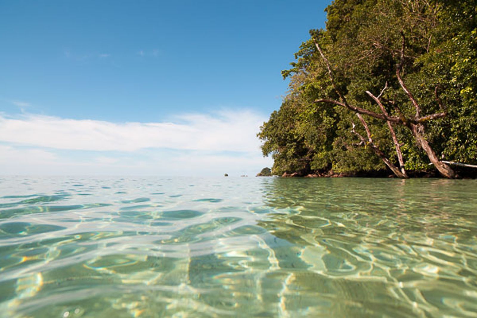 Coral Reefs of Cenderawasih