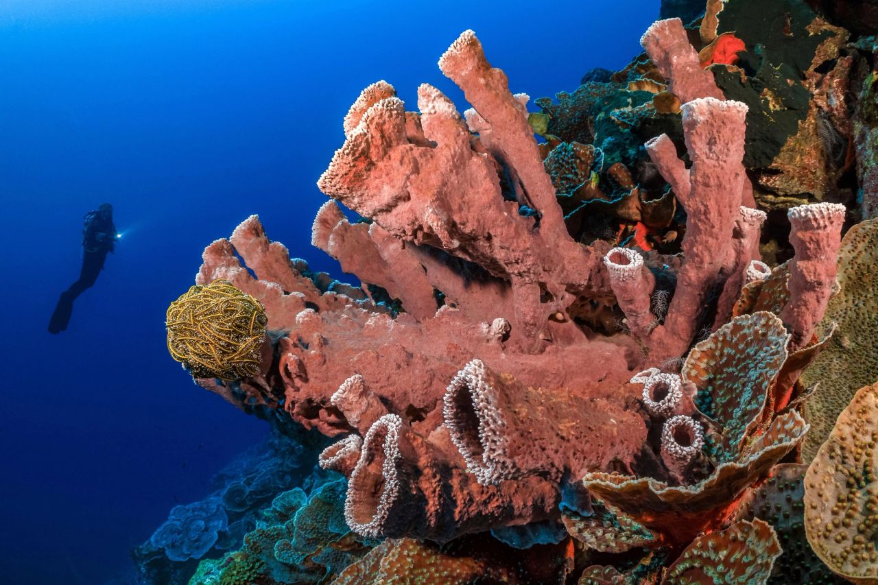 Central, Nusa Laut