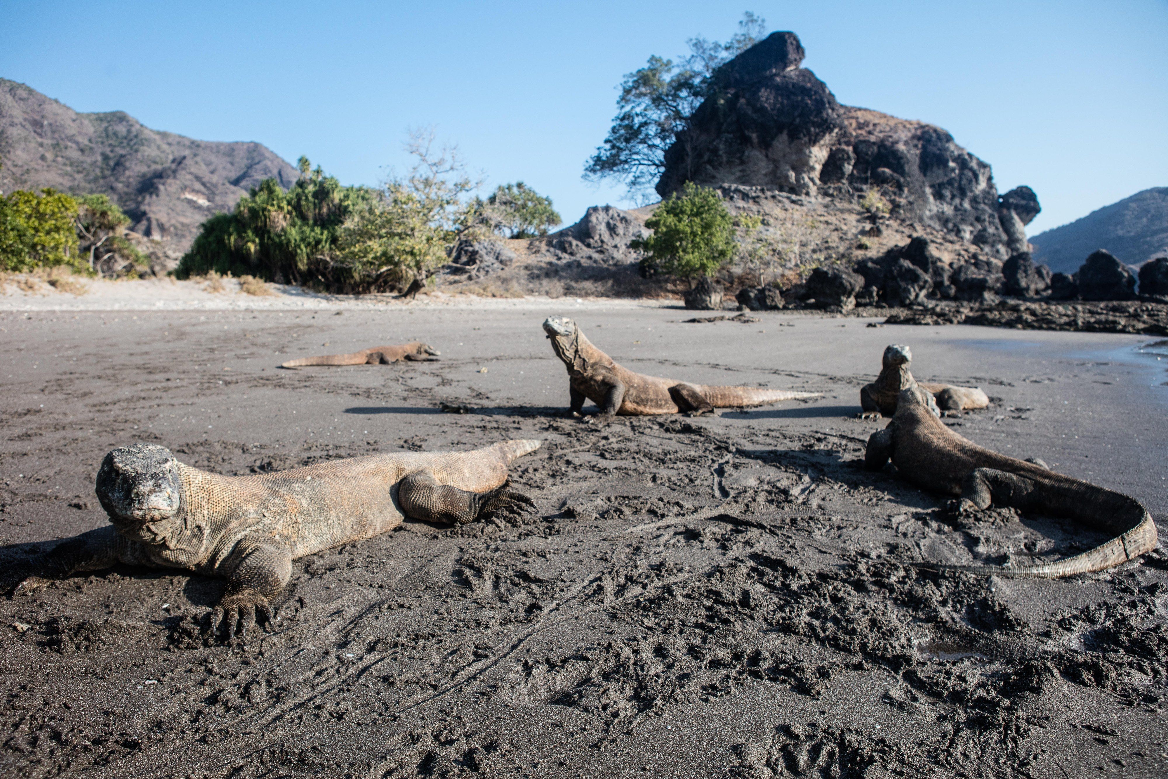 Komodo dragons (Varanus komodoensis) lay on a remote beach on Rinca Island in Komodo National Park, Indonesia.