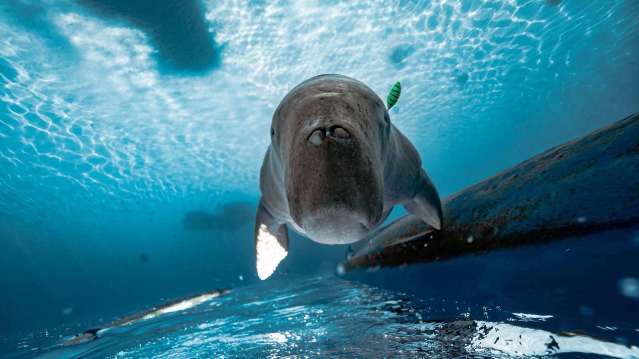 Dugong dugon