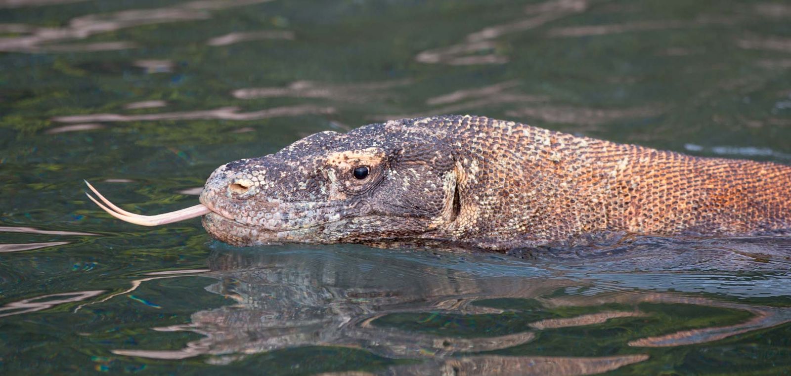 Dragons swim in south Komodo.