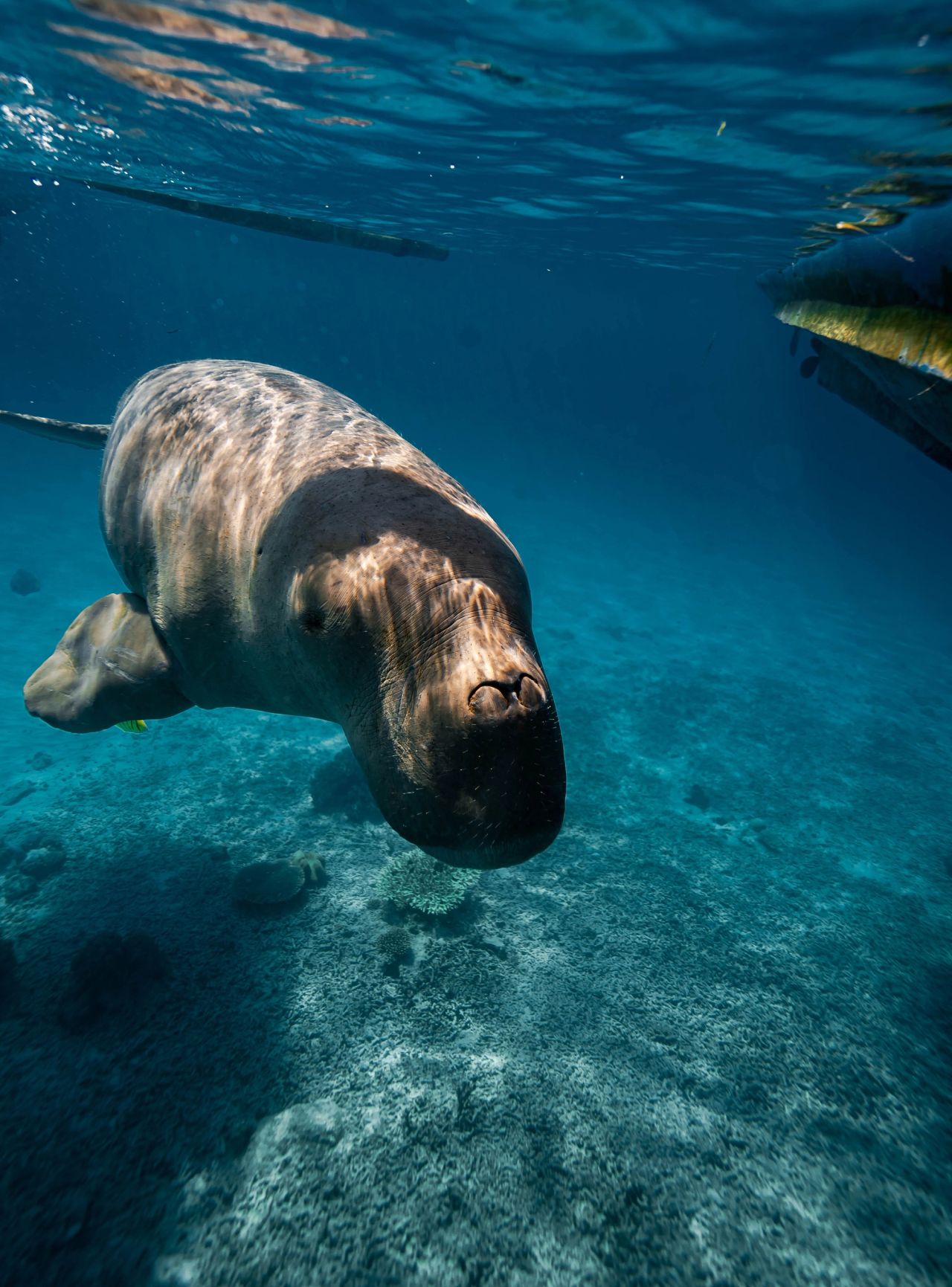 Finding Mawar the Dugong