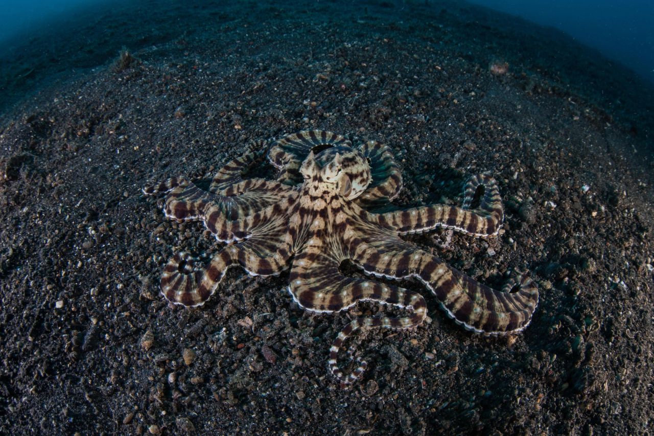 Thaumoctopus mimicus
