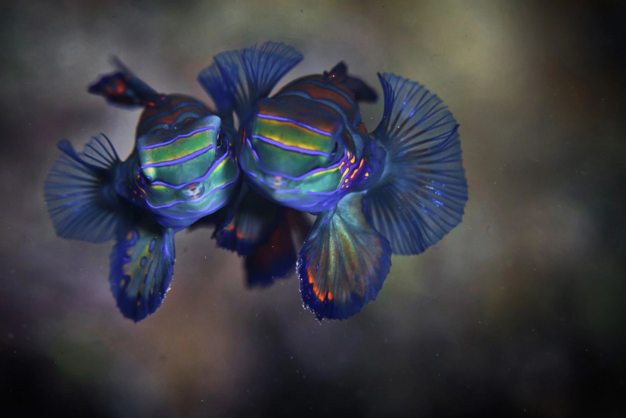 Fukui Point at Dusk for Mandarin Fish