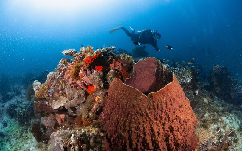 Best Diving in Indonesia