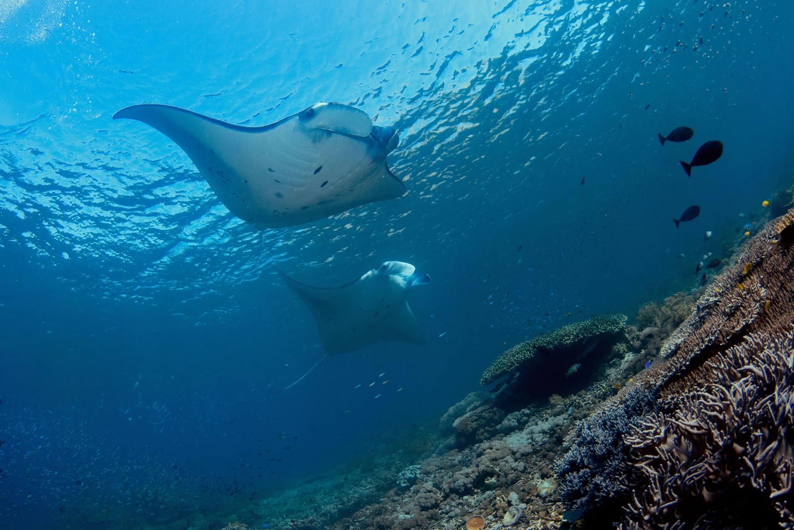 Reef mantas at a cleaning station in Komodo.