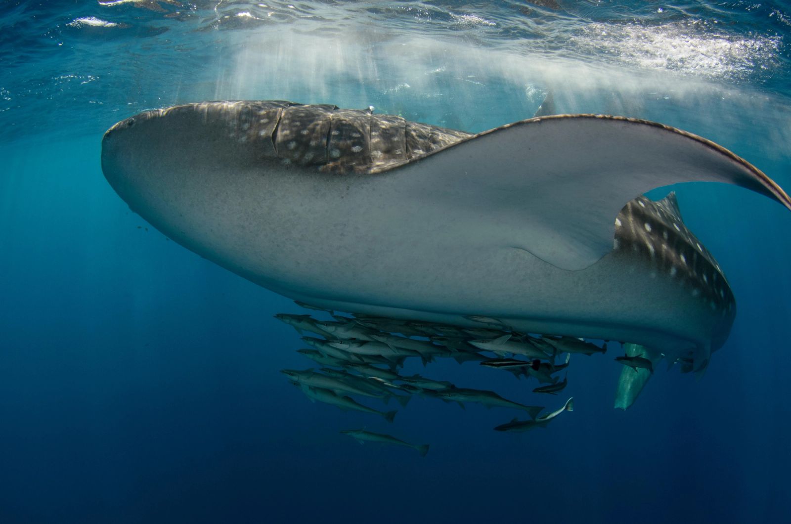 A whale shark with remoras in blue water