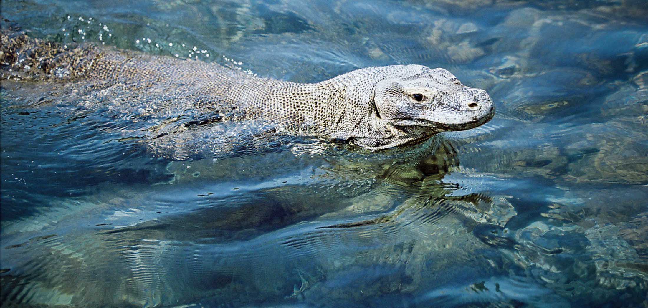 A Komodo dragon swimming between islands. Komodo and Rinca remain the only places in the world where they live in the wild.
