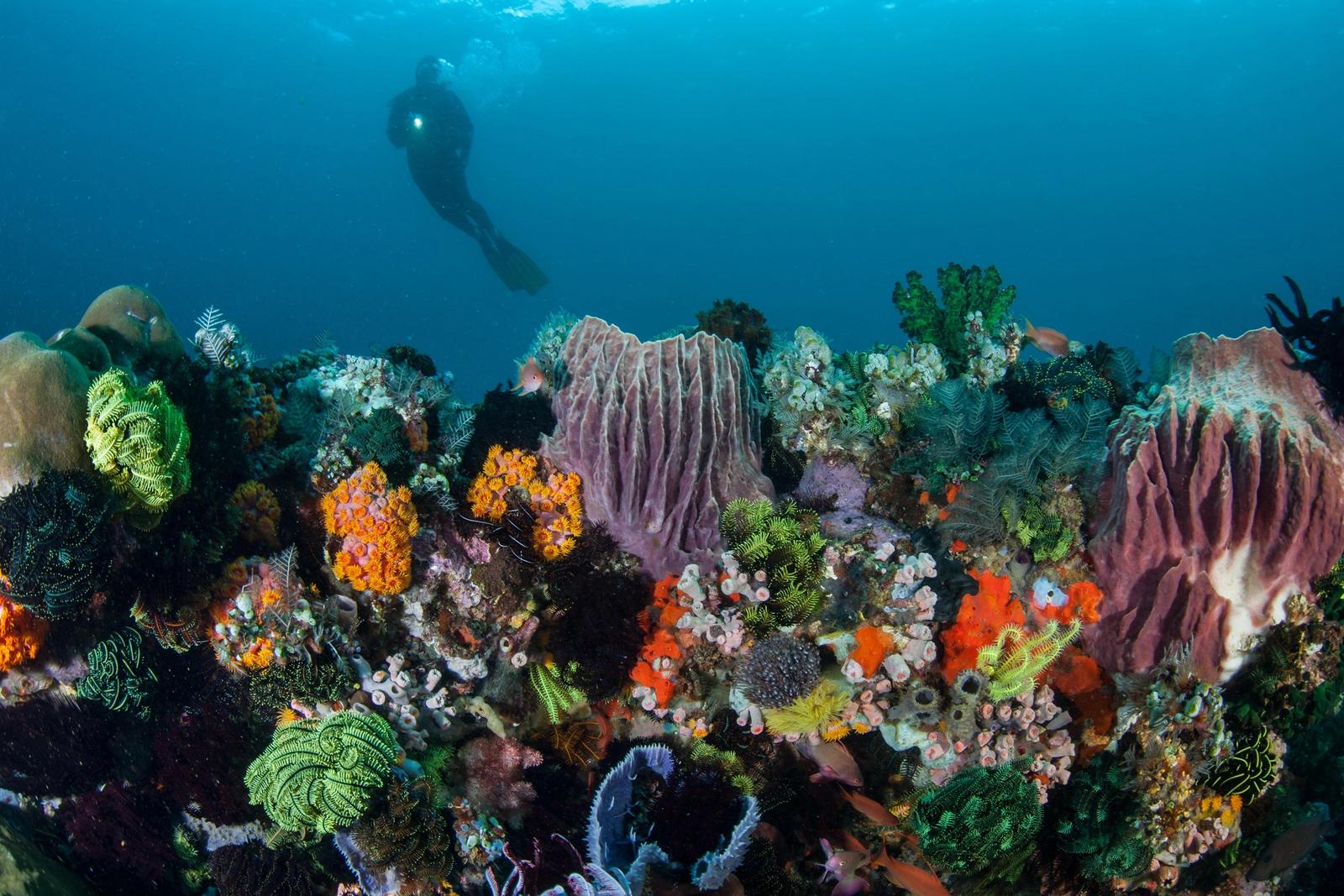 A diver explores a vibrant coral reef in Komodo National Park, Indonesia.