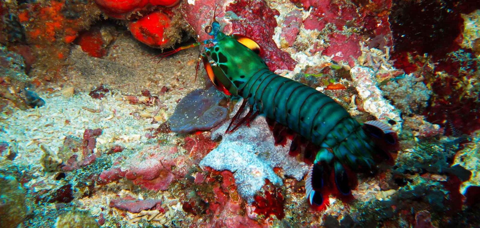 The colorful peacock mantis shrimp.