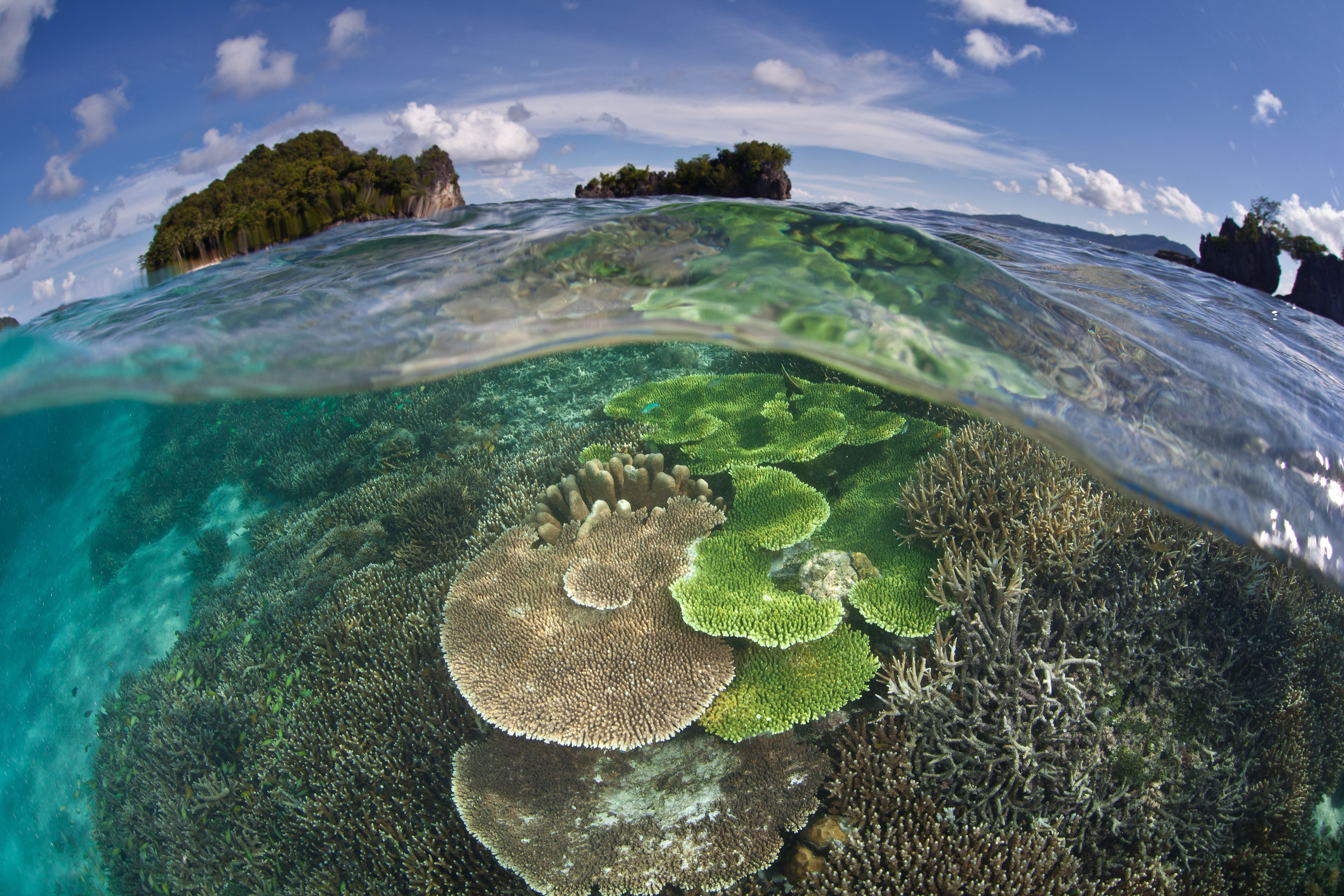 Corals below the waterline and forested islands above in Misool