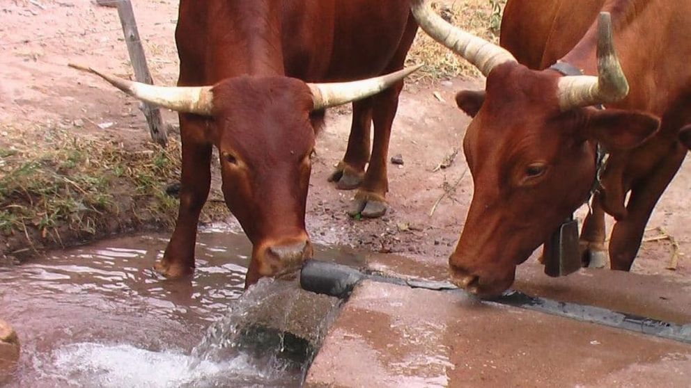 Cows-and-irrigation-pipe-aspect-ratio-16-9-1000x563