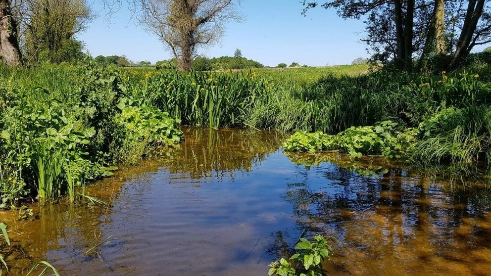 Image of water surrounded by greenery