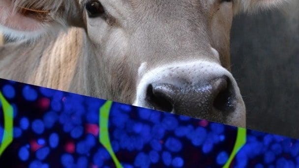 Split screen of the face of a cow and close up of microbes under a microscope