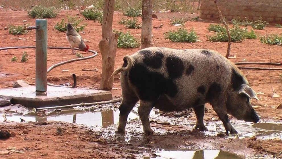 Pig-aspect-ratio-16-9-1000x563
