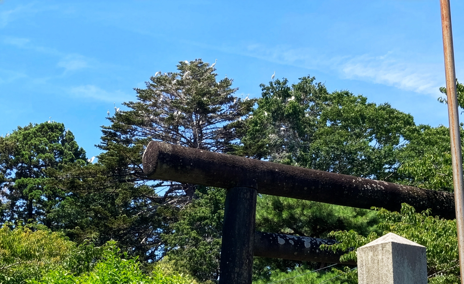 Heronry - 7