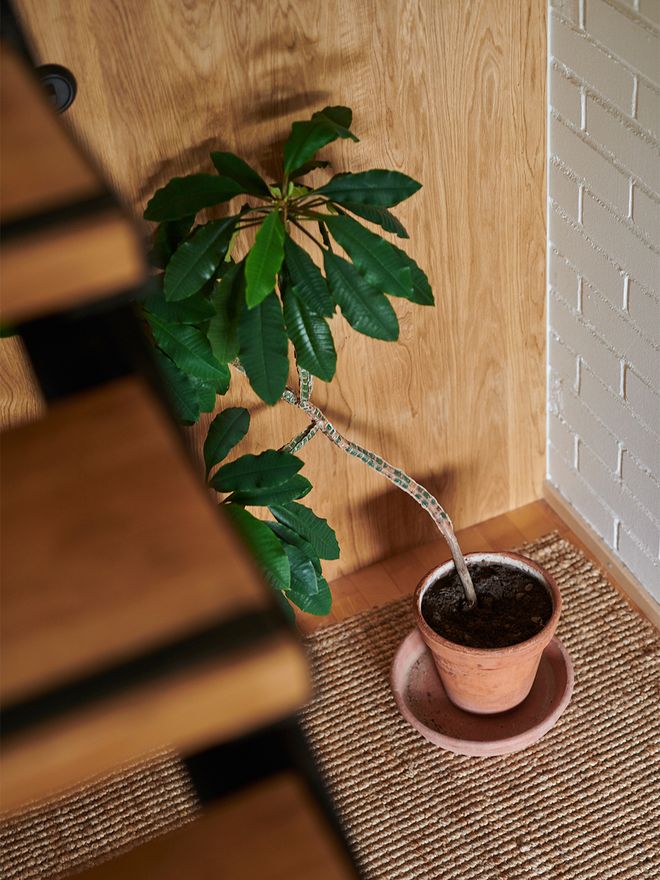 Madagascar jewel house plant