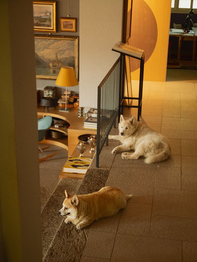 Alessi dogs