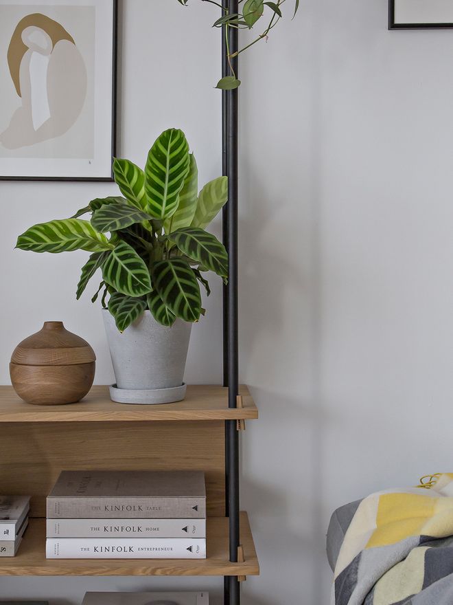 Hay's Flowerpot on a shelf in a living room.