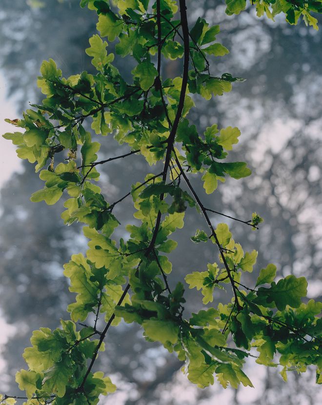 Oak leaves