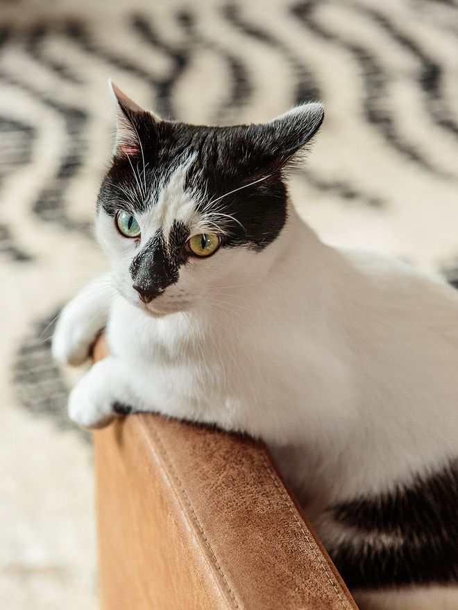 A black and white cat sitting on a chair