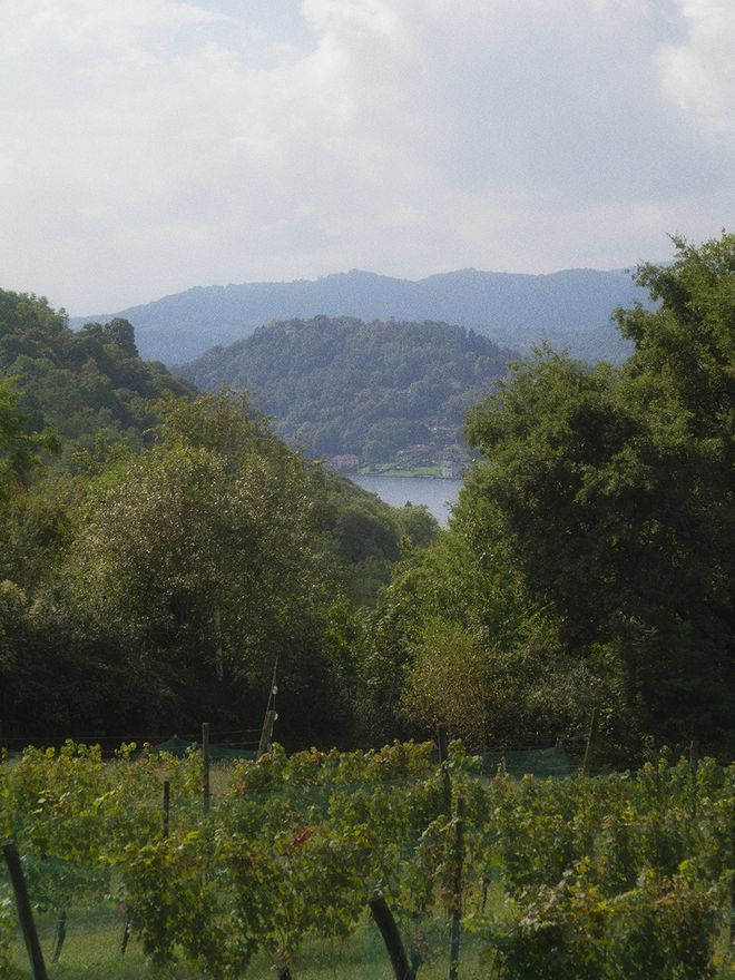 View from the Alessi vineyard