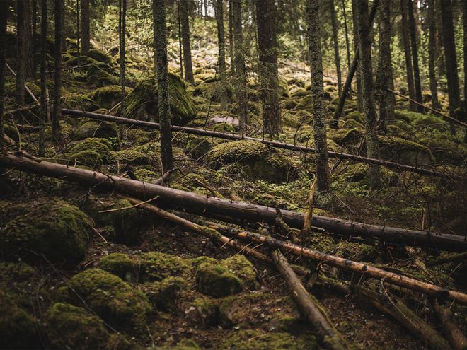 Finnish Design Shop forest protection