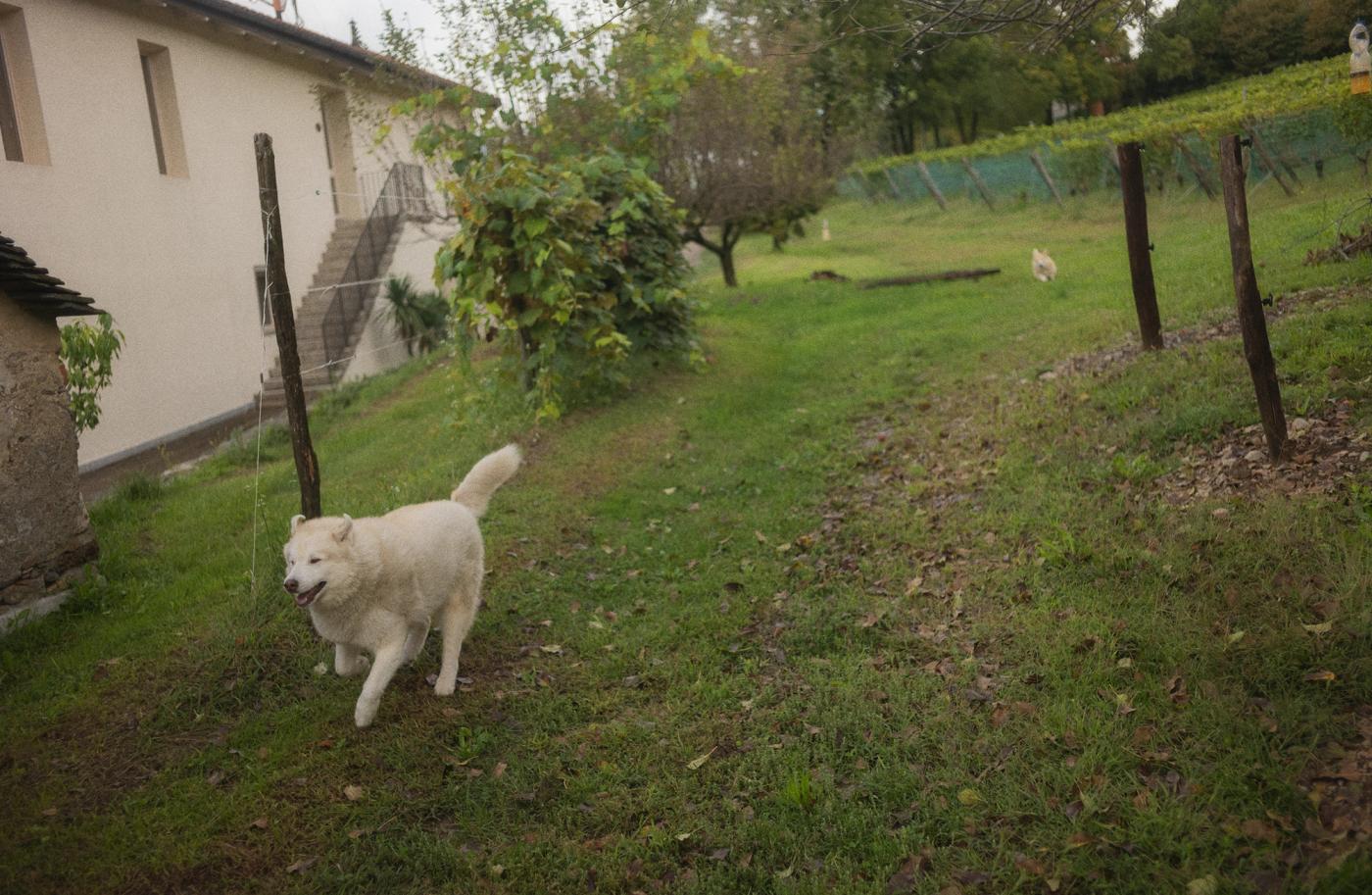 Alessi dogs