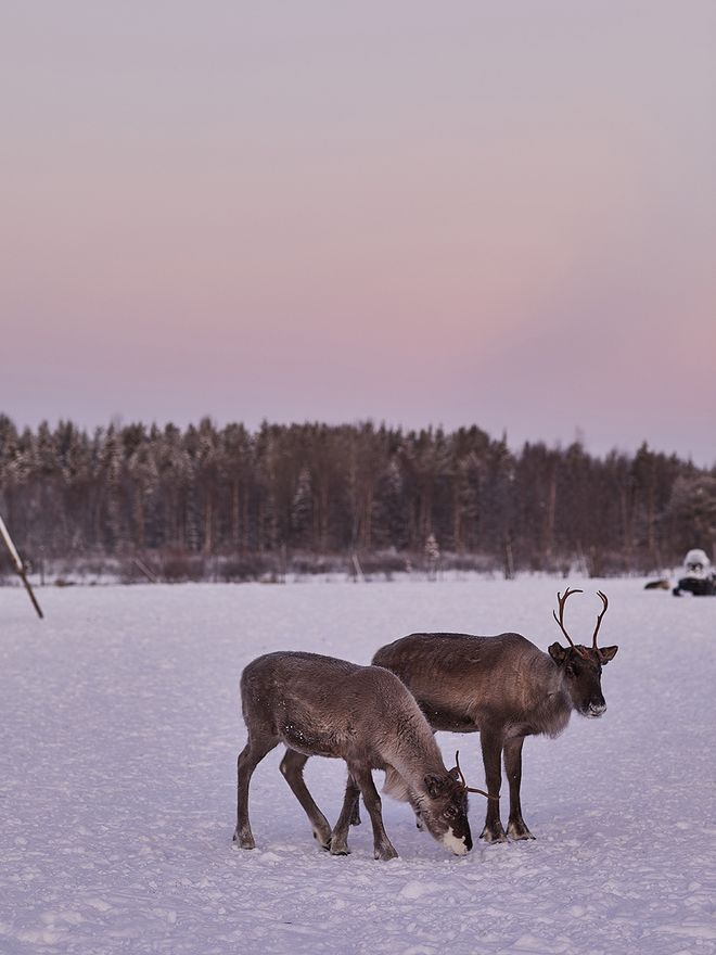 An image featuring a villa in Finnish Lapland called the House of Northern Lights.