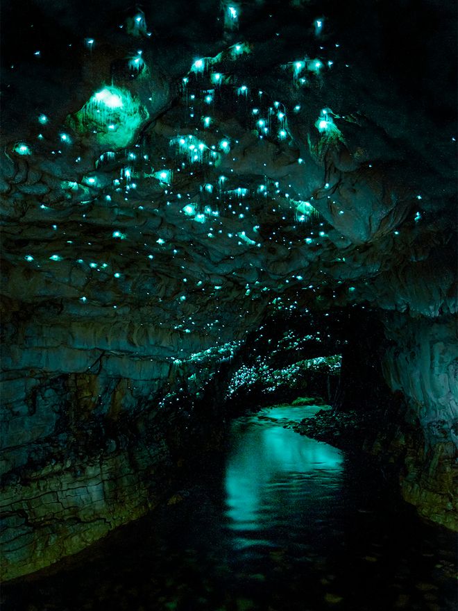 Waitomo Glowworm Caves, New Zealand